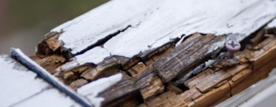 Wood Rot Repair FAQs: Answers for Cincinnati & Hamilton Homeowners